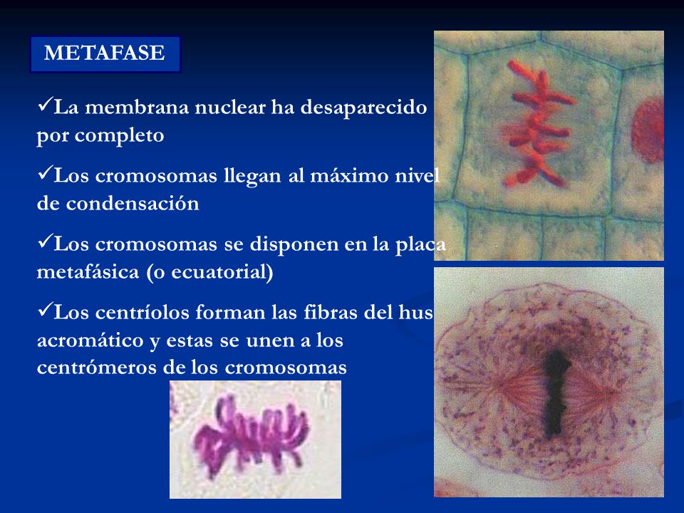 METAFASE La membrana nuclear ha desaparecido por completo. Los cromosomas llegan al máximo nivel de condensación.