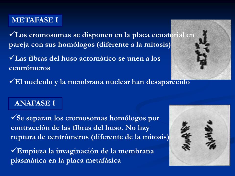 METAFASE I Los cromosomas se disponen en la placa ecuatorial en pareja con sus homólogos (diferente a la mitosis)