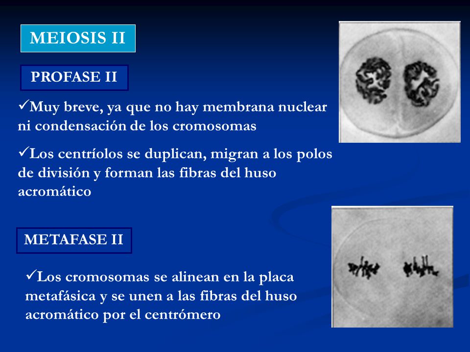 MEIOSIS II PROFASE II. Muy breve, ya que no hay membrana nuclear ni condensación de los cromosomas.