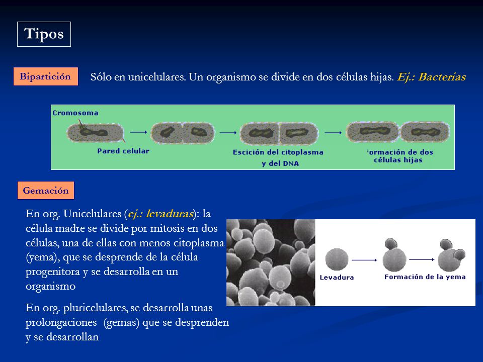 Tipos Bipartición. Sólo en unicelulares. Un organismo se divide en dos células hijas. Ej.: Bacterias.