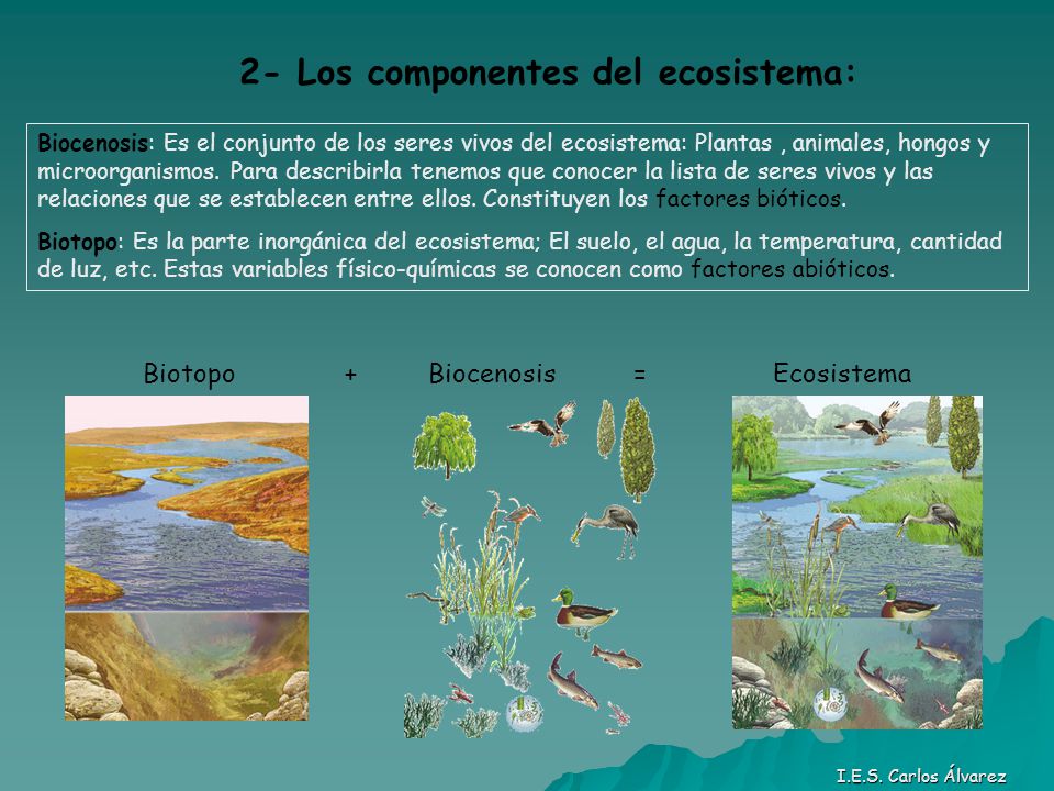 2- Los componentes del ecosistema: