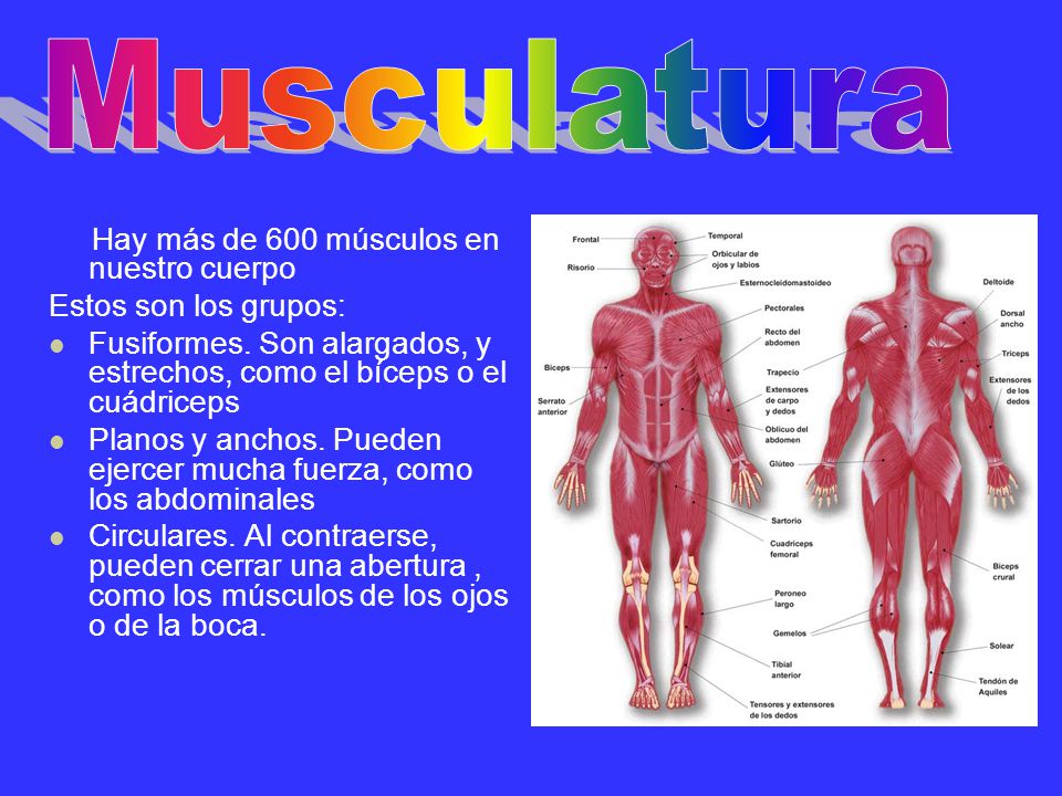Musculatura Hay más de 600 músculos en nuestro cuerpo