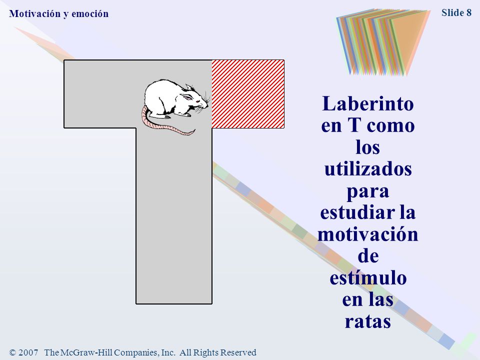 Motivación y emoción Laberinto en T como los utilizados para estudiar la motivación de estímulo en las ratas.