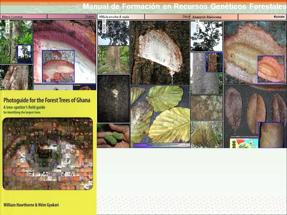 Diapositiva 21: muestra una guía de campo de árboles forestales de Ghana, disponible localmente y que permite a los productores averiguar qué especies se encuentran en sus fincas y cuales son raras o comunes.