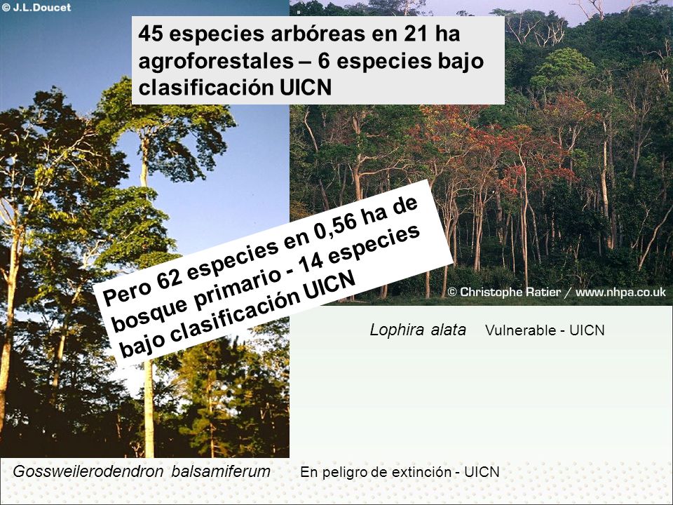 45 especies arbóreas en 21 ha agroforestales – 6 especies bajo clasificación UICN