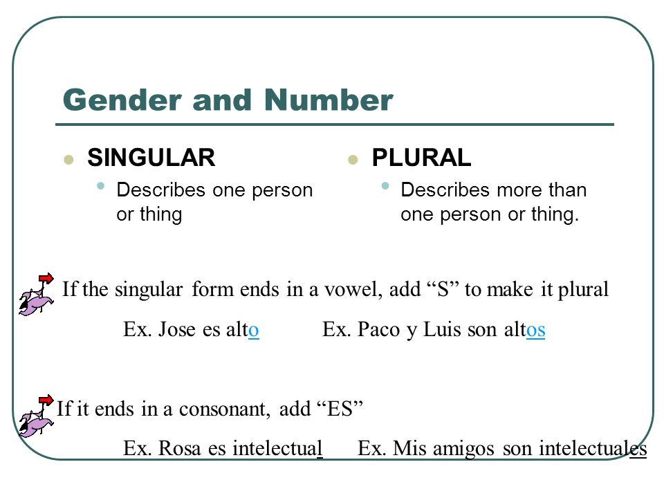 Gender and Number SINGULAR PLURAL