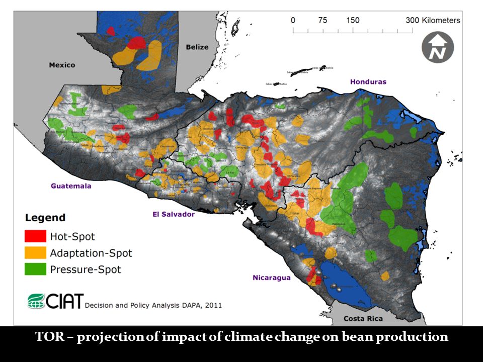 TOR – projection of impact of climate change on bean production