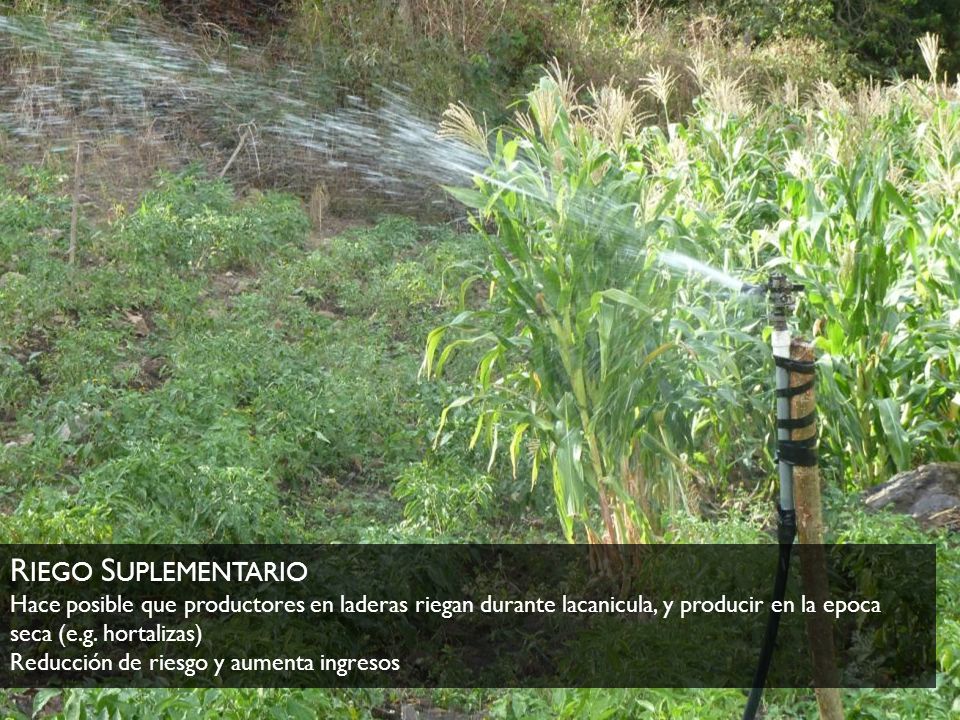 Riego Suplementario Hace posible que productores en laderas riegan durante lacanicula, y producir en la epoca seca (e.g.