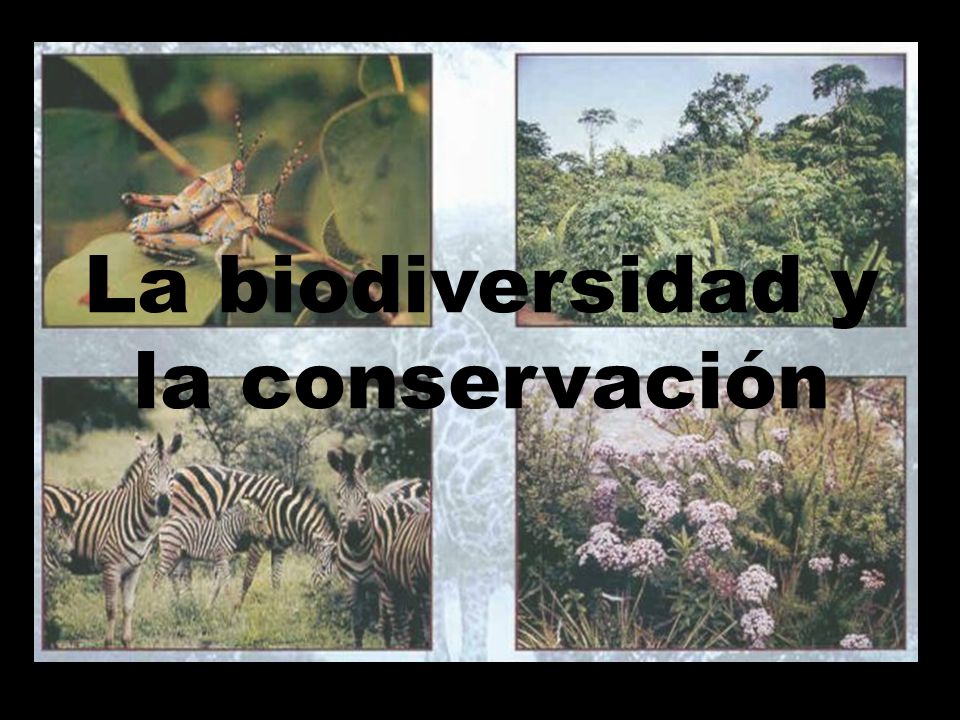 La biodiversidad y la conservación