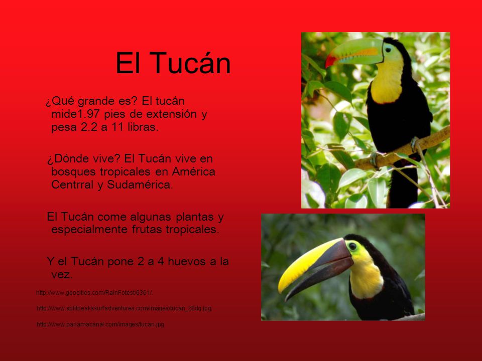 El Tucán ¿Qué grande es El tucán mide1.97 pies de extensión y pesa 2.2 a 11 libras.