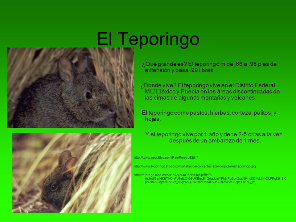 El Teporingo ¿Qué grande es El teporingo mide .66 a .98 pies de extensión y pesa .99 libras.
