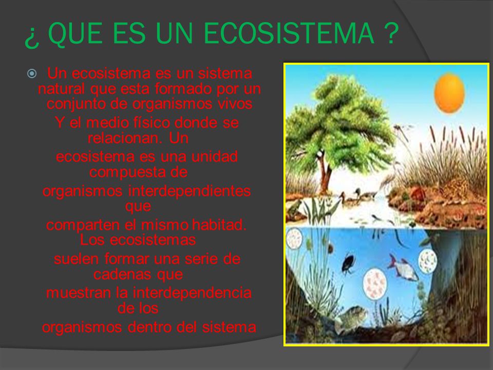 ¿ QUE ES UN ECOSISTEMA Un ecosistema es un sistema natural que esta formado por un conjunto de organismos vivos.