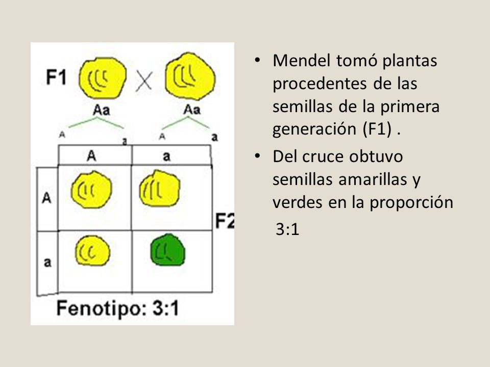 Mendel tomó plantas procedentes de las semillas de la primera generación (F1) .