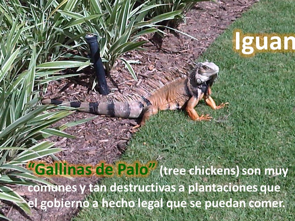 Iguanas Gallinas de Palo (tree chickens) son muy comunes y tan destructivas a plantaciones que el gobierno a hecho legal que se puedan comer.