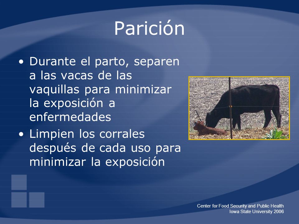 Parición Durante el parto, separen a las vacas de las vaquillas para minimizar la exposición a enfermedades.