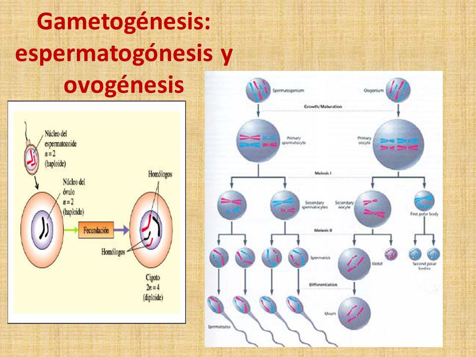 Gametogénesis: espermatogónesis y ovogénesis