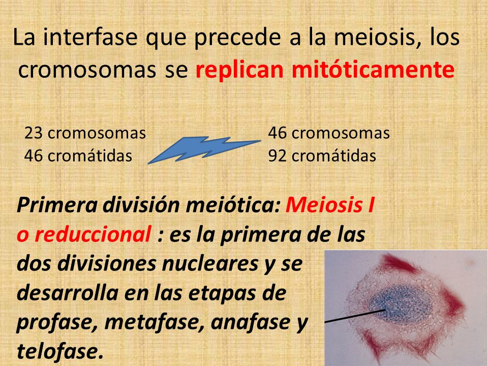 La interfase que precede a la meiosis, los cromosomas se replican mitóticamente