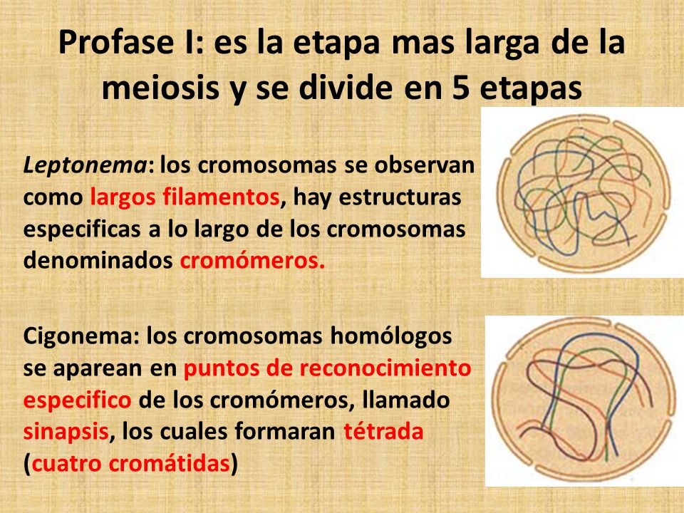 Profase I: es la etapa mas larga de la meiosis y se divide en 5 etapas