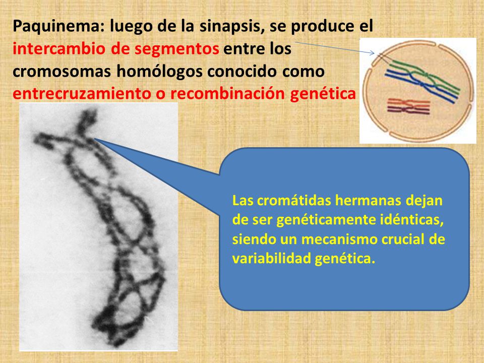 Paquinema: luego de la sinapsis, se produce el intercambio de segmentos entre los cromosomas homólogos conocido como entrecruzamiento o recombinación genética
