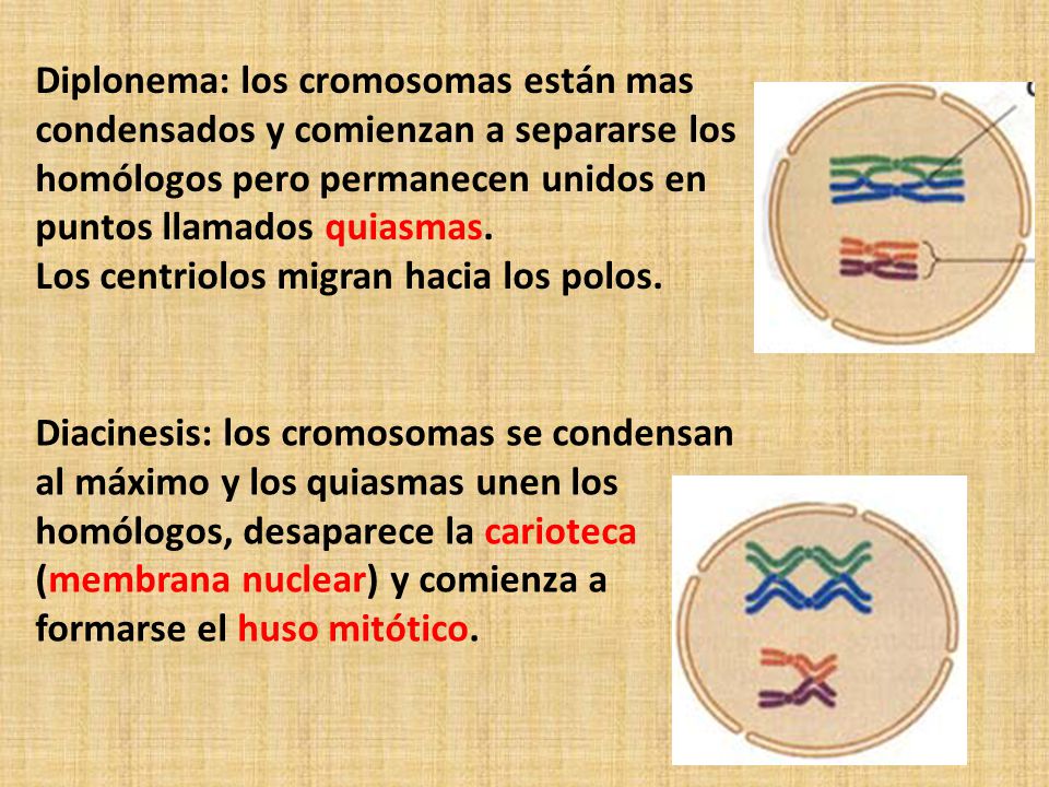 Diplonema: los cromosomas están mas condensados y comienzan a separarse los homólogos pero permanecen unidos en puntos llamados quiasmas.