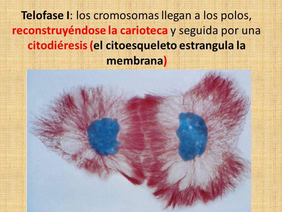 Telofase I: los cromosomas llegan a los polos, reconstruyéndose la carioteca y seguida por una citodiéresis (el citoesqueleto estrangula la membrana)