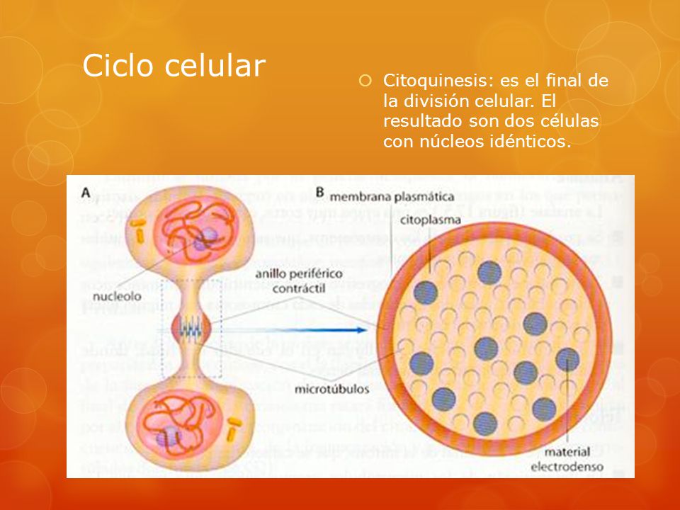 Ciclo celular Citoquinesis: es el final de la división celular.