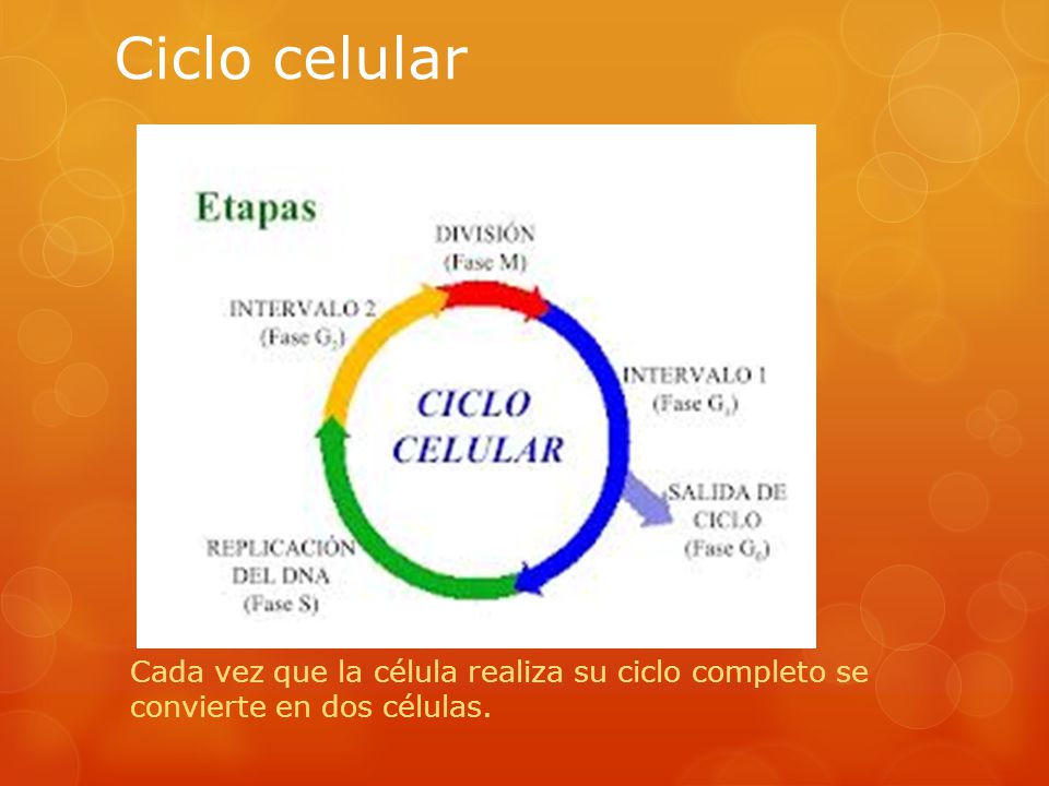 Ciclo celular Cada vez que la célula realiza su ciclo completo se convierte en dos células.