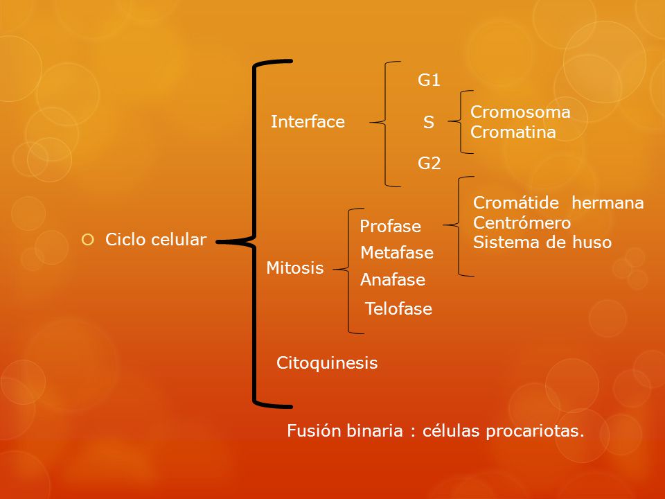 Ciclo celular G1. S. G2. Cromosoma. Cromatina. Interface. Telofase. Anafase. Metafase. Profase.