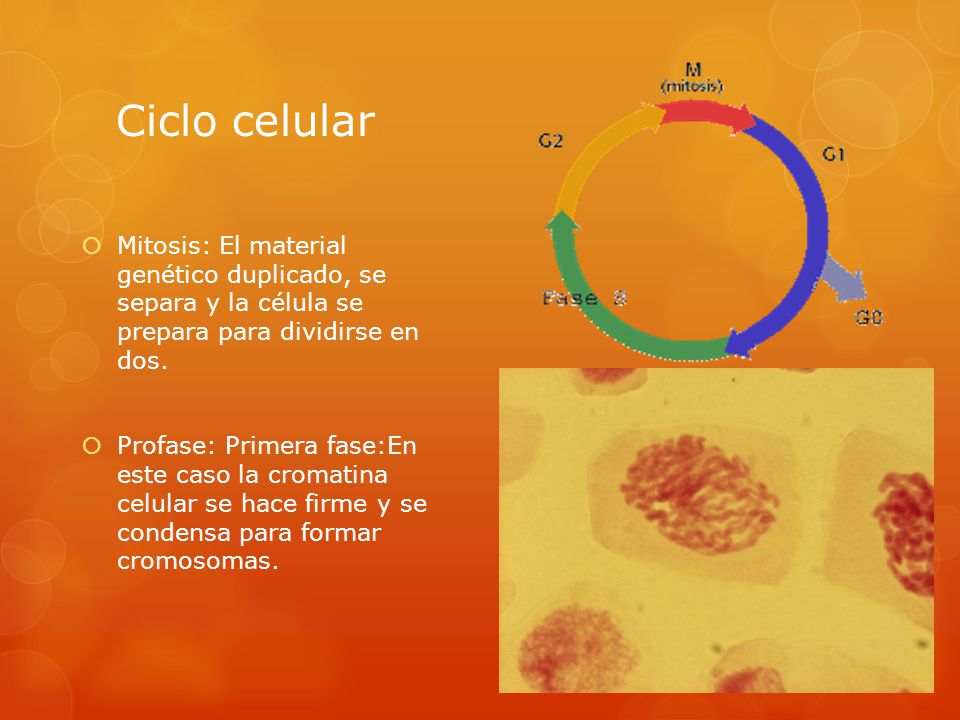 Ciclo celular Mitosis: El material genético duplicado, se separa y la célula se prepara para dividirse en dos.