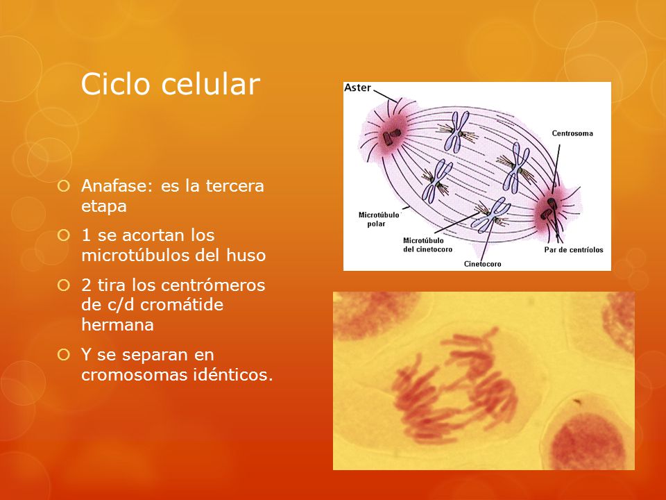 Ciclo celular Anafase: es la tercera etapa