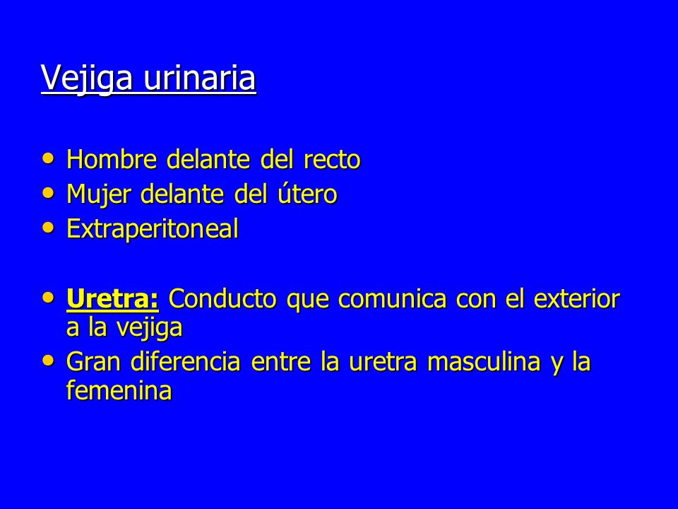 Vejiga urinaria Hombre delante del recto Mujer delante del útero