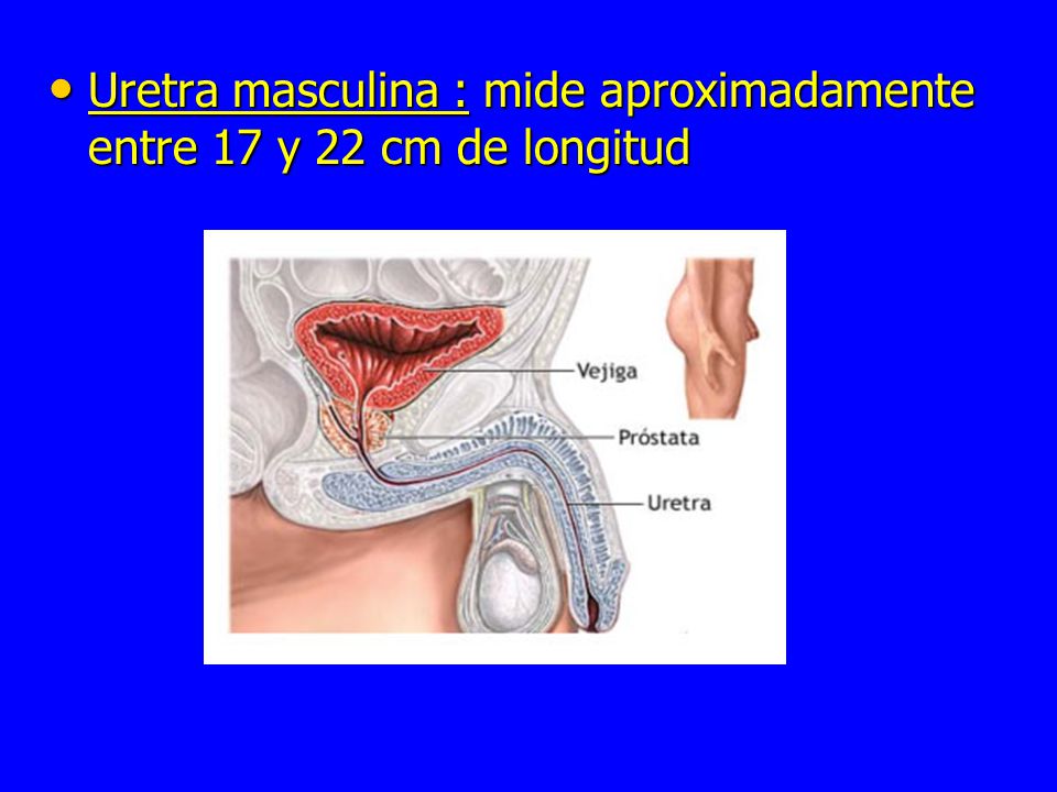 Uretra masculina : mide aproximadamente entre 17 y 22 cm de longitud