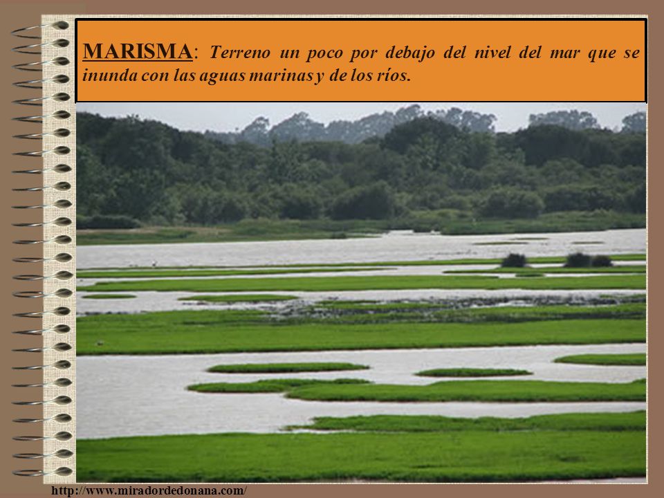 MARISMA: Terreno un poco por debajo del nivel del mar que se inunda con las aguas marinas y de los ríos.