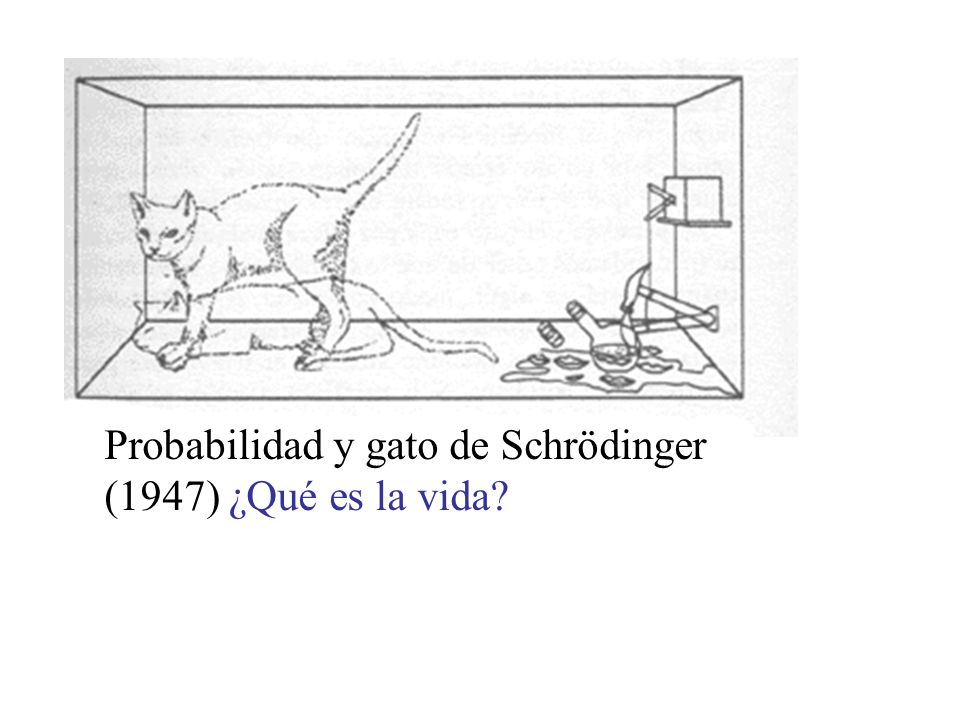 Probabilidad y gato de Schrödinger