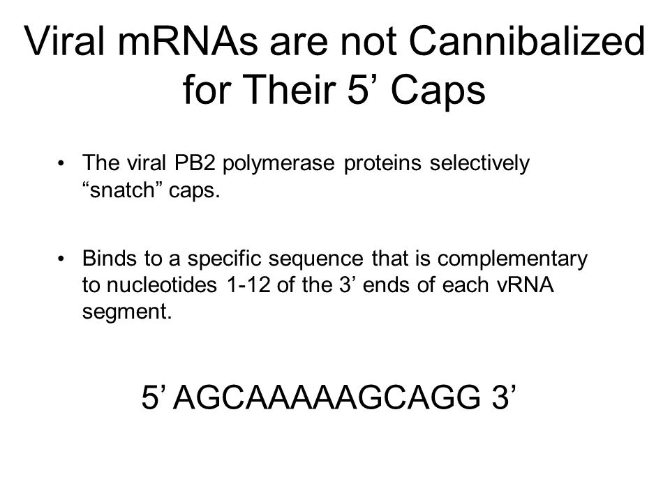 Viral mRNAs are not Cannibalized for Their 5’ Caps