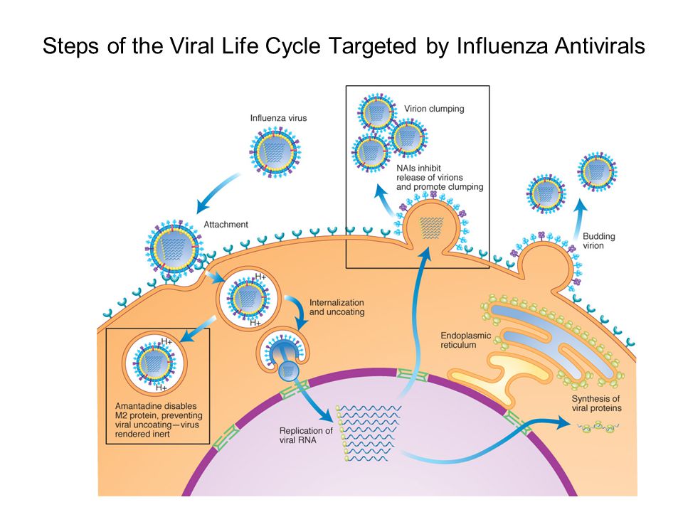 Steps of the Viral Life Cycle Targeted by Influenza Antivirals