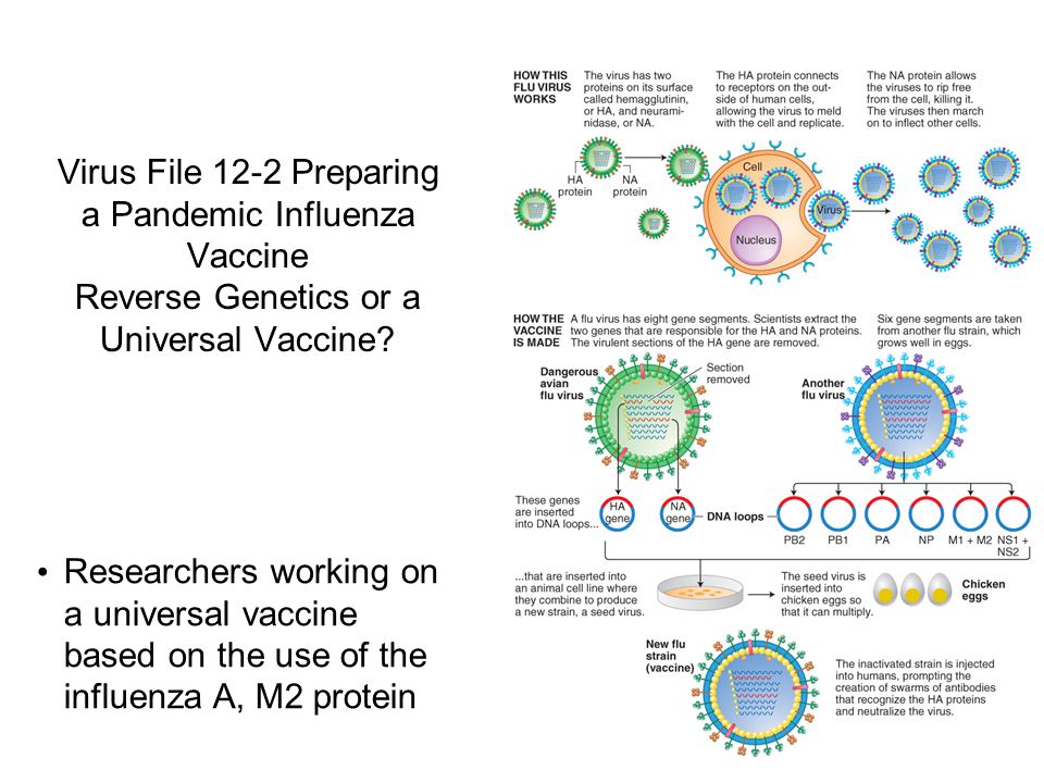 Virus File 12-2 Preparing a Pandemic Influenza Vaccine Reverse Genetics or a Universal Vaccine