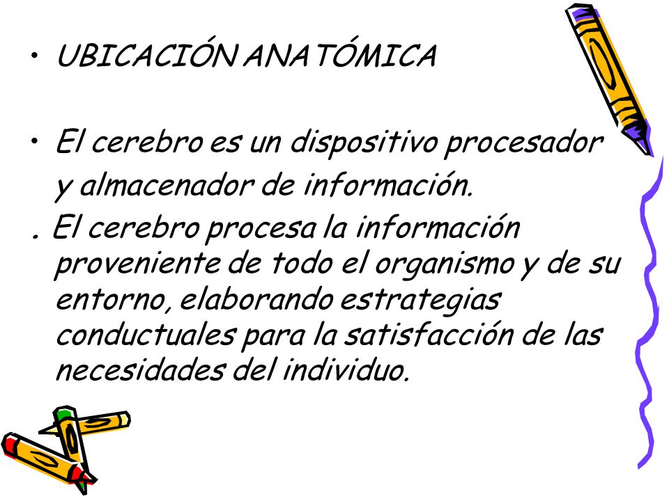UBICACIÓN ANATÓMICA El cerebro es un dispositivo procesador. y almacenador de información.