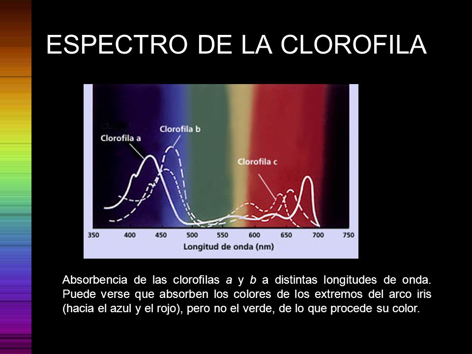 ESPECTRO DE LA CLOROFILA