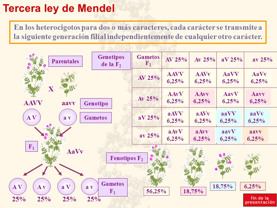 Tercera ley de Mendel