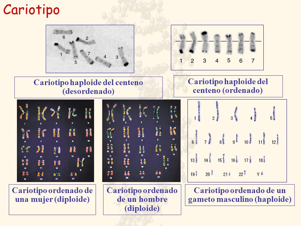 Cariotipo Cariotipo haploide del centeno (desordenado)