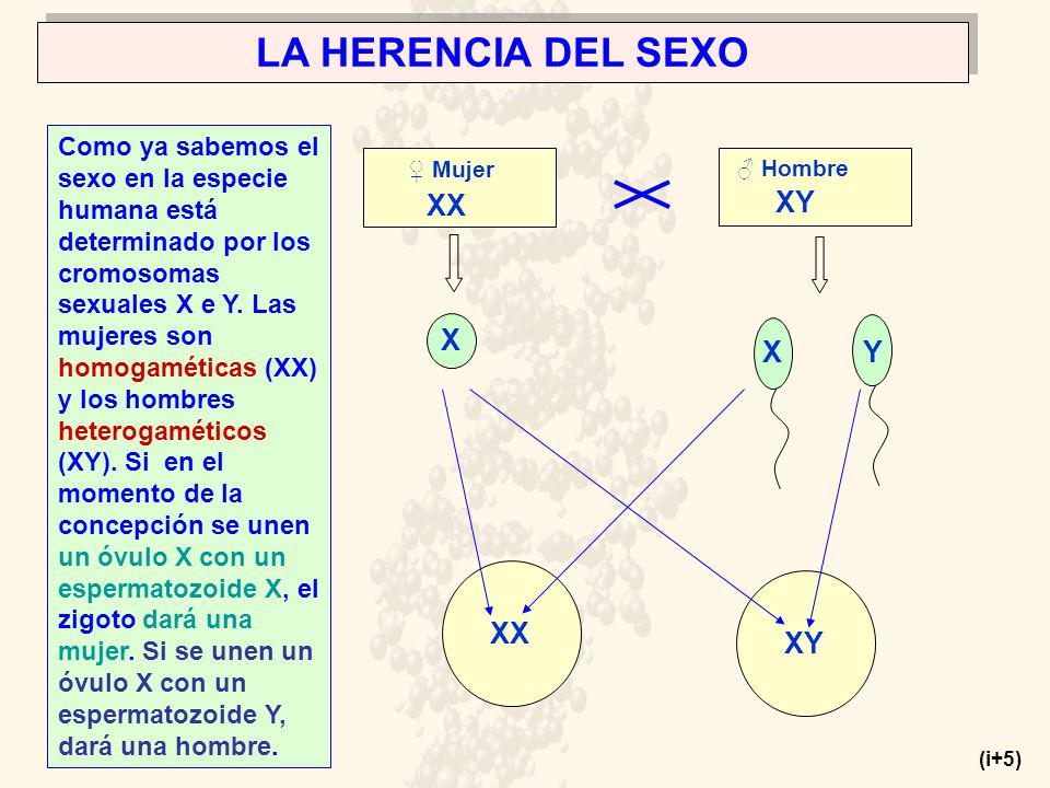 LA HERENCIA DEL SEXO XX XY X X Y XX XY