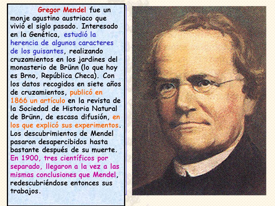 Gregor Mendel fue un monje agustino austriaco que vivió el siglo pasado.
