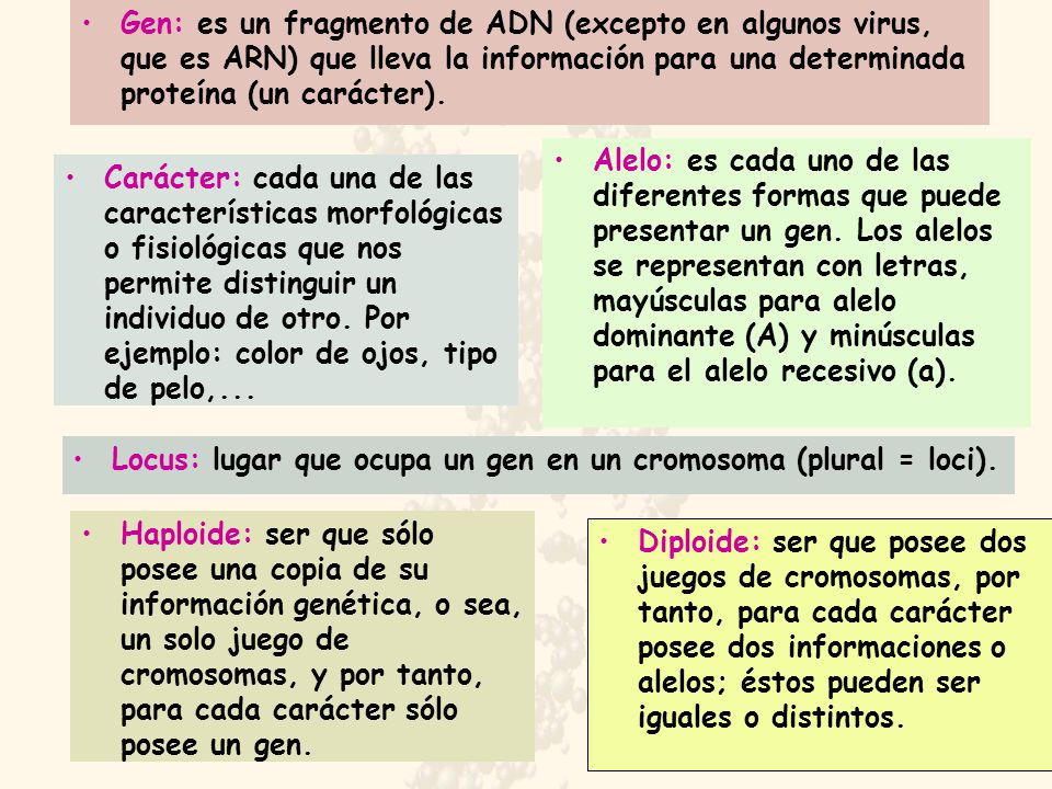 Gen: es un fragmento de ADN (excepto en algunos virus, que es ARN) que lleva la información para una determinada proteína (un carácter).