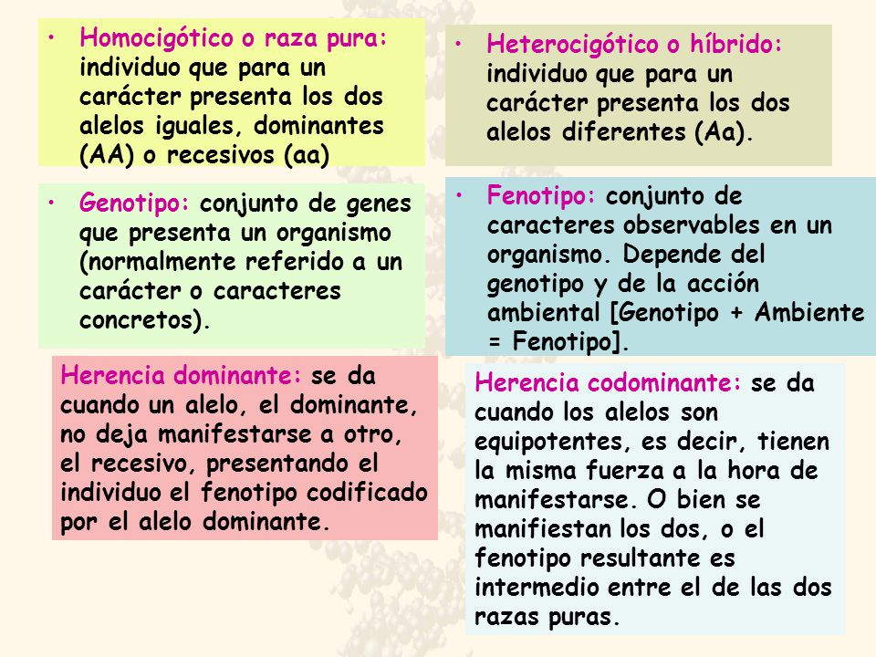 Homocigótico o raza pura: individuo que para un carácter presenta los dos alelos iguales, dominantes (AA) o recesivos (aa)