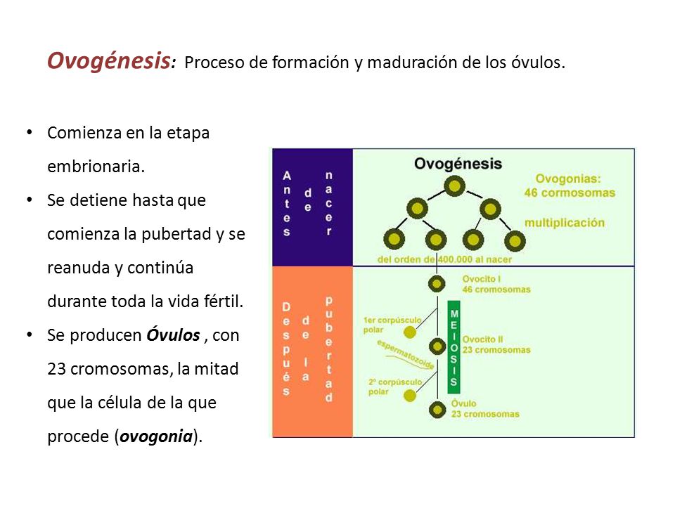 Ovogénesis: Proceso de formación y maduración de los óvulos.