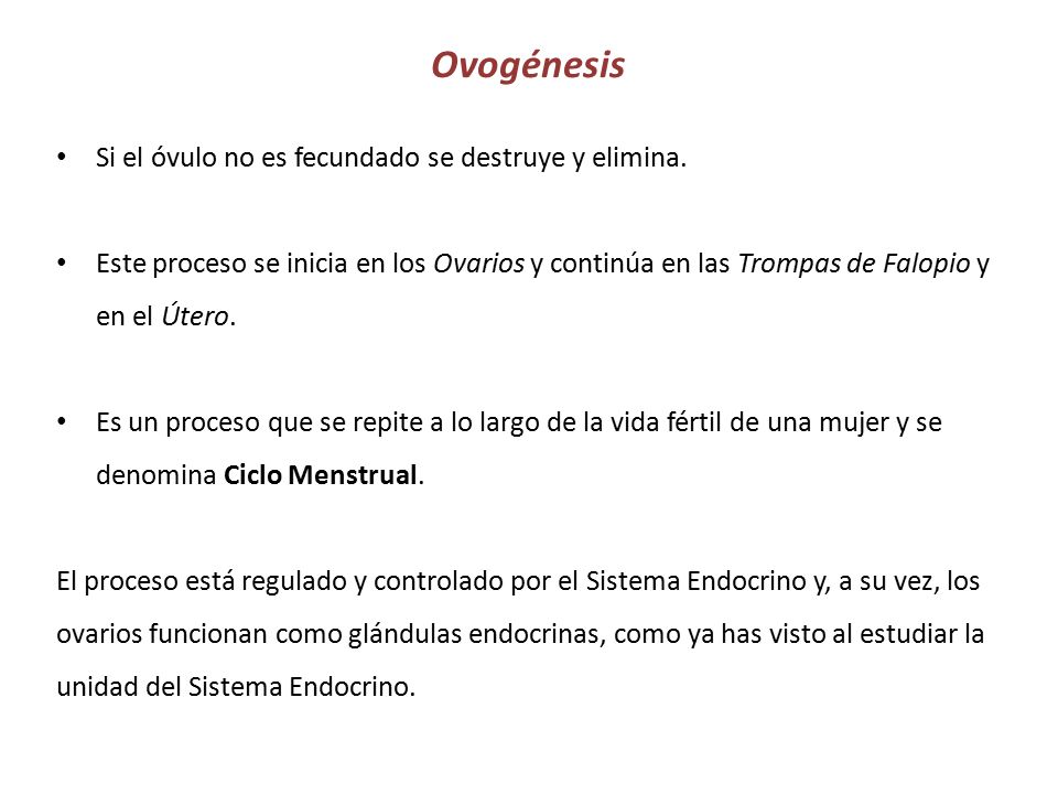 Ovogénesis Si el óvulo no es fecundado se destruye y elimina.