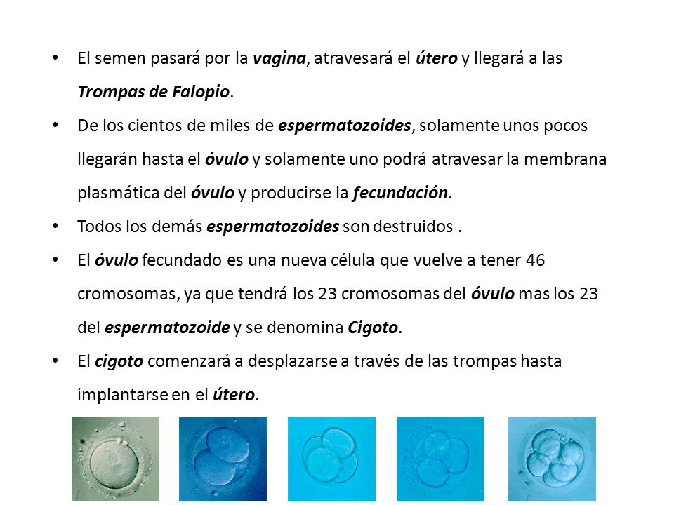 El semen pasará por la vagina, atravesará el útero y llegará a las Trompas de Falopio.