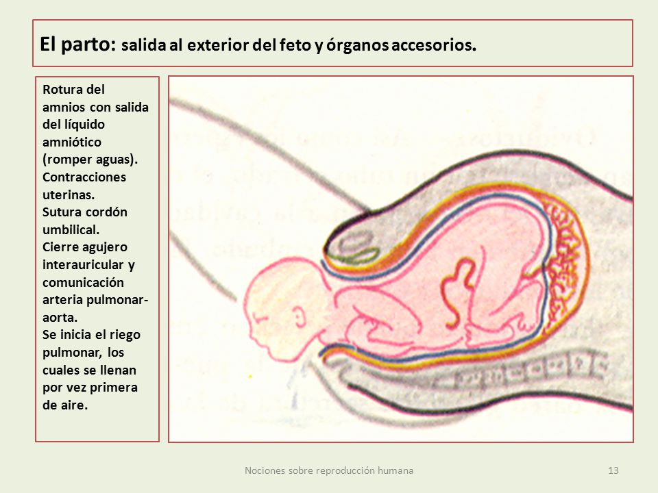 El parto: salida al exterior del feto y órganos accesorios.