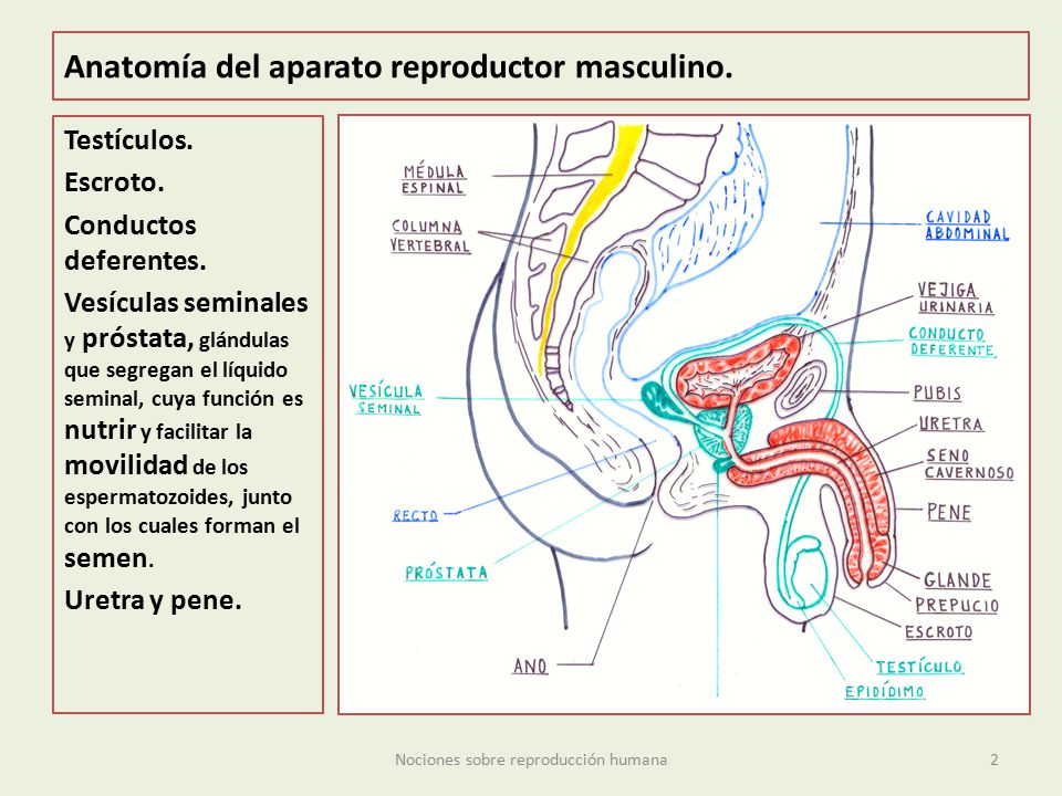 Anatomía del aparato reproductor masculino.